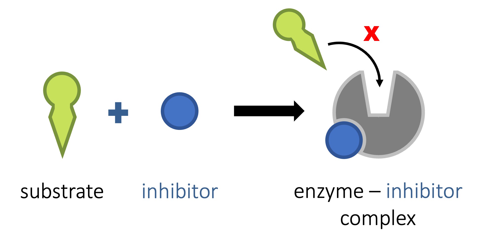 Enzyme Inhibition